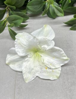 Amarylis wyrobowy SUN422