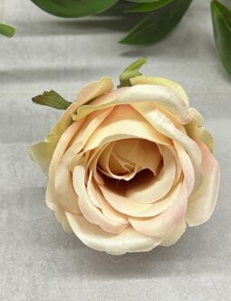 Róża Pąk MGHT #144 APRICOT CREAM
