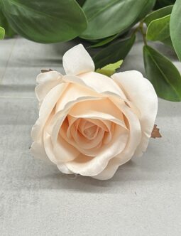 Róża Pąk MGHT #4 LT. PEACH