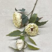 IMG_0464