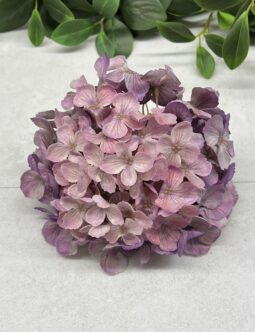Hortensja CV39851