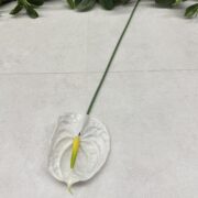 IMG_0801