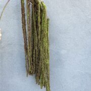 IMG_3791