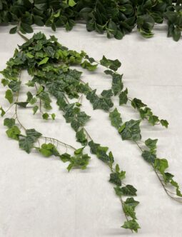 Bluszcz hedera JTE002